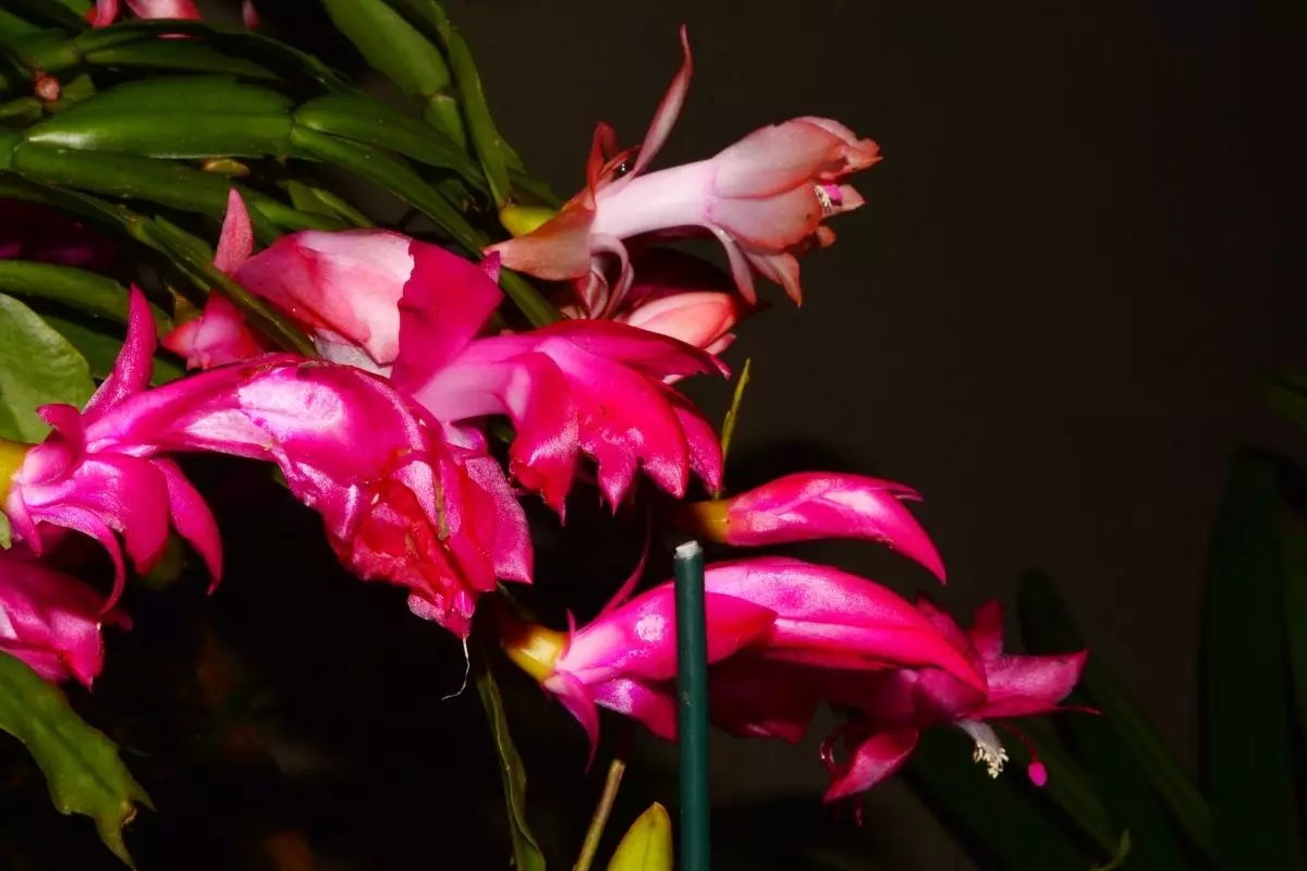 flor de maio - Reprodução Canva