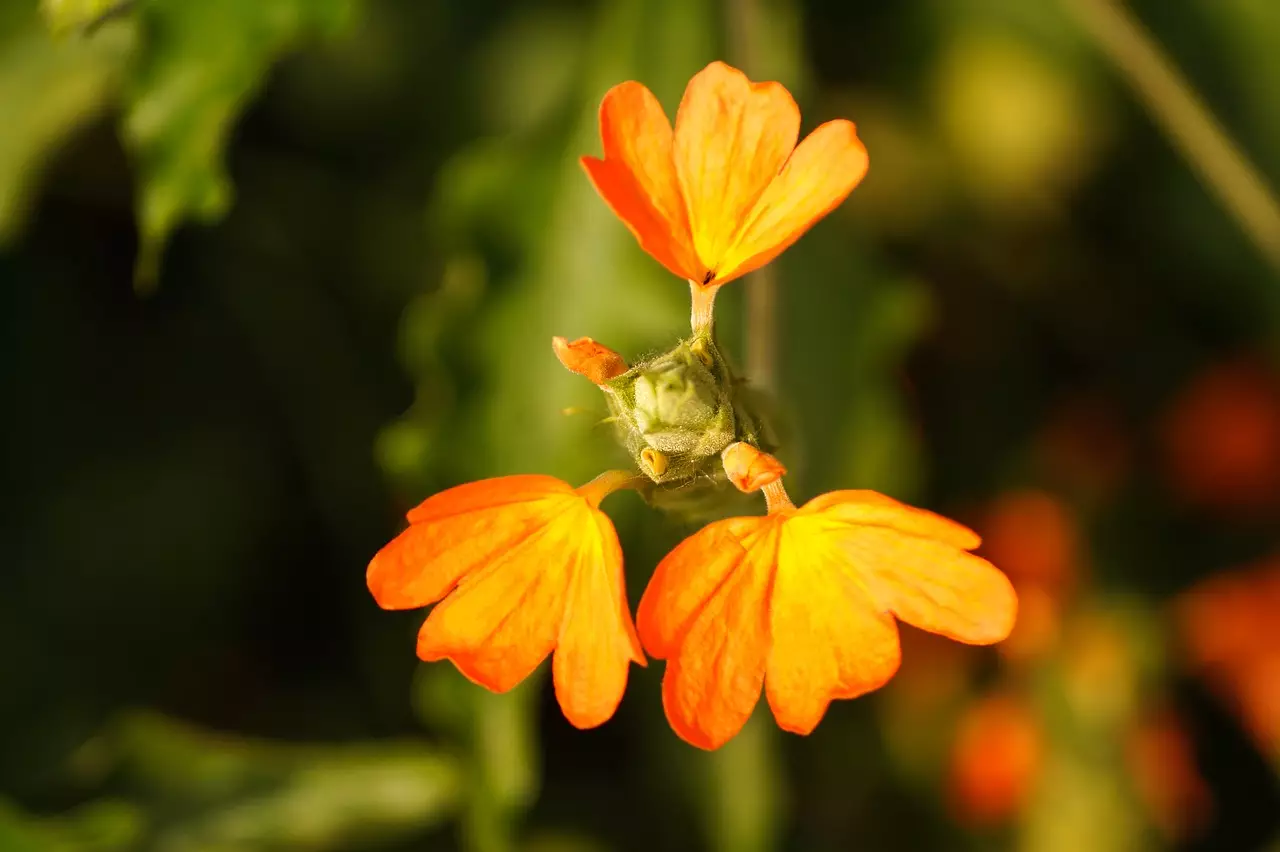 Crossandra: saiba como cuidar dessa planta de flores alaranjadas - Pixabay
