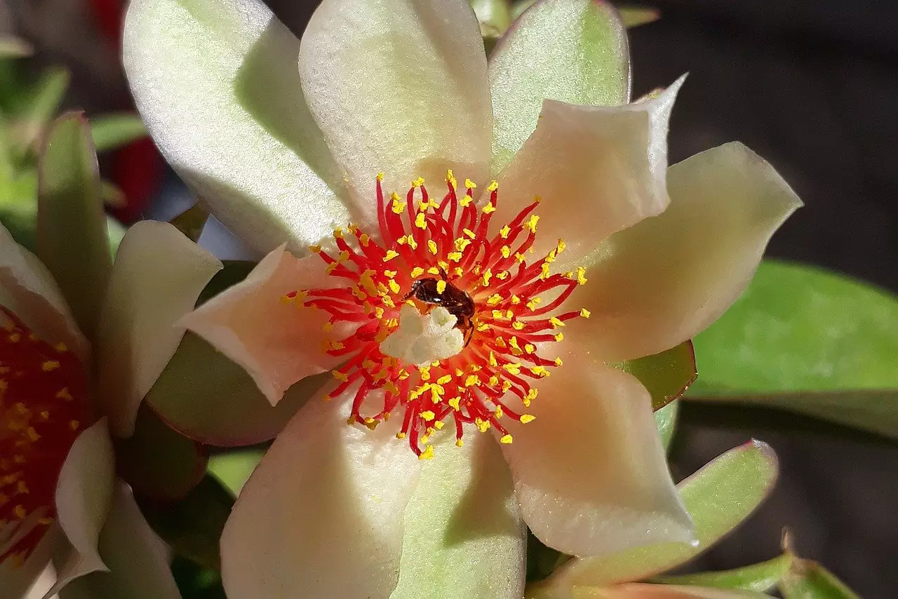 Você sabe quais são os benefícios da ora-pro-nóbis para a sua saúde? Saiba que essa não é apenas uma planta decorativa - Pixabay