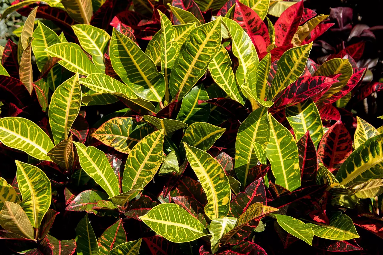 Cróton: conheça essa planta para cultivar dentro de casa, super fácil de cuidar - Pixabay