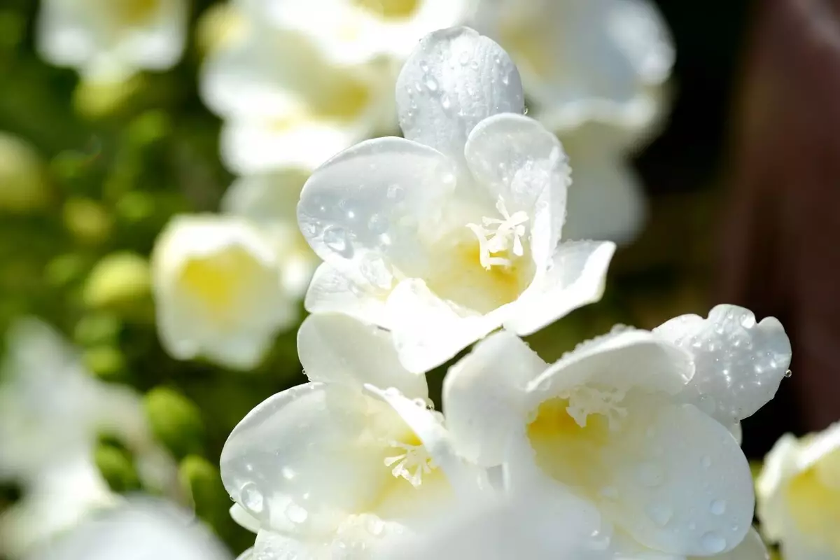 Frésia: veja tudo sobre como cultivar essa planta perfumada e deixá-la perfeita - Fonte: Canva