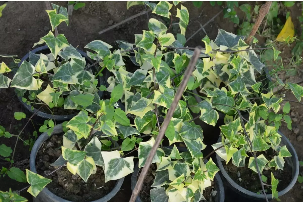 Hera-do-cabo: veja um guia de cultivo completo para essa planta perene - Reprodução Canva