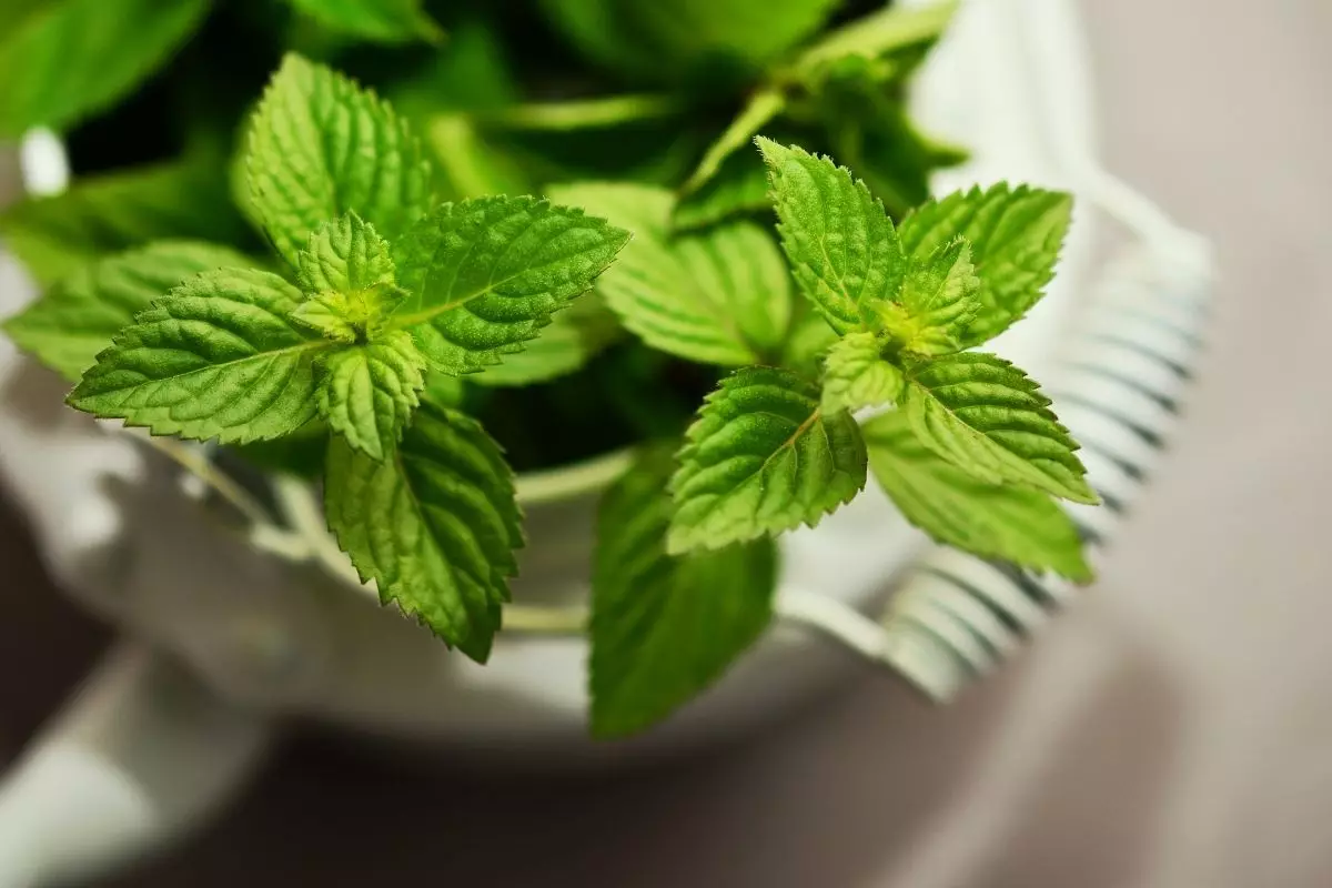 hortelã com galho - Reprodução Canva