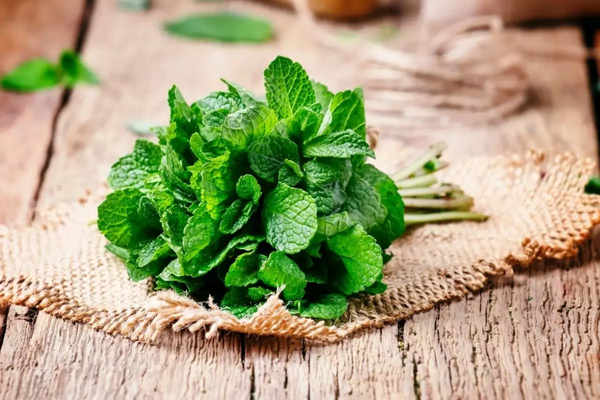 hortelã em garrafa PET - Reprodução Canva