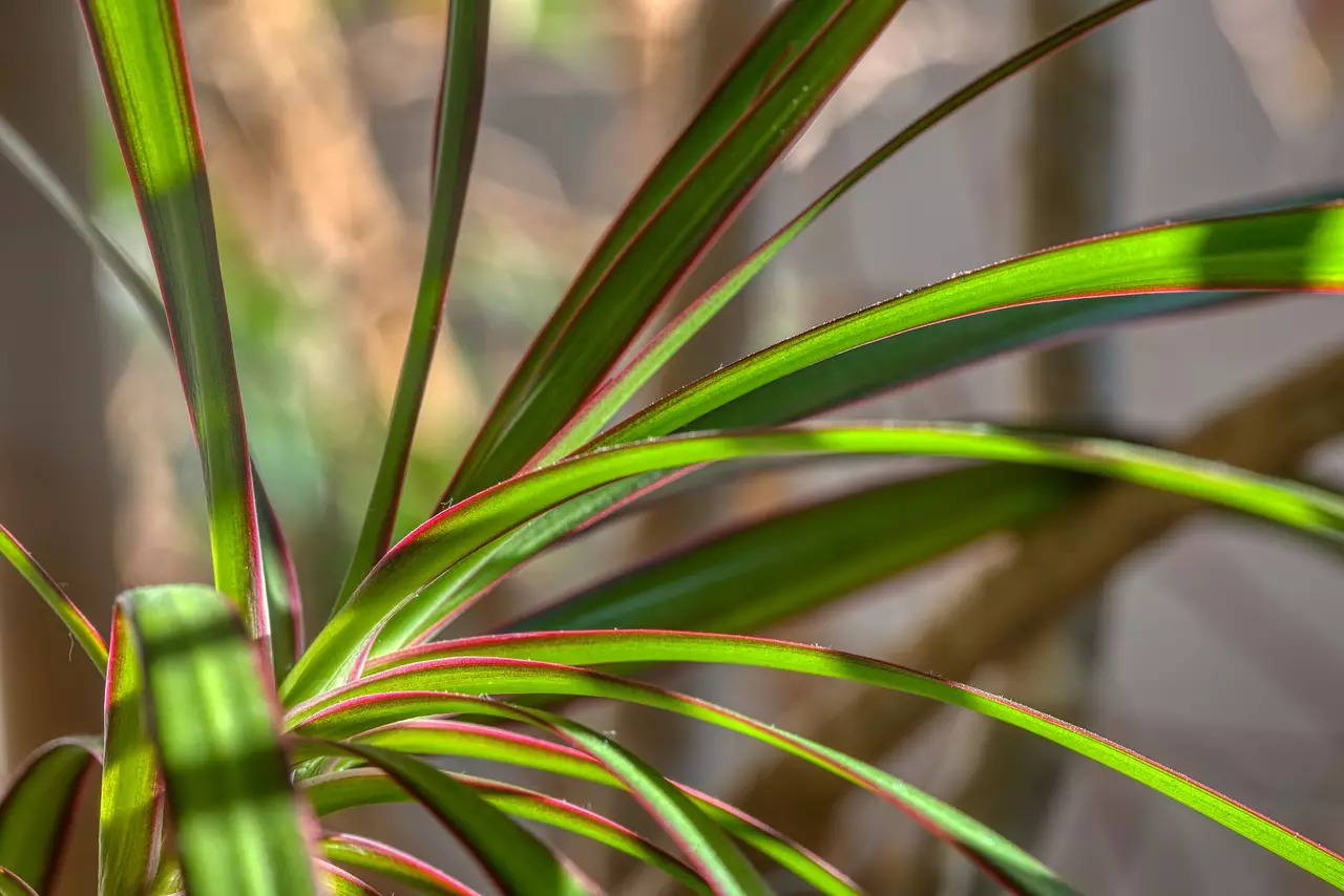 Sabia que a Dracena é perfeita para ambientes com ar-condicionado? então saiba mais sobre essa planta e seus cuidados
