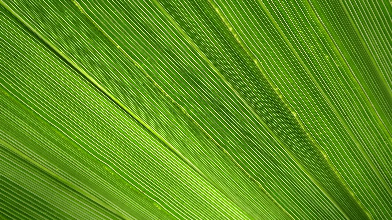 Palmeira-leque: veja os cuidados necessários para cultivar essa bela palmeira de vaso