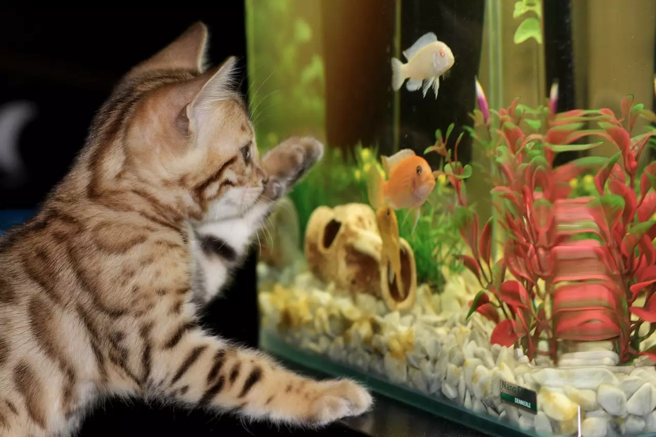 Conheça 3 plantas para aquário e mude totalmente o ambiente dos seus peixinhos, veja agora - Pixabay