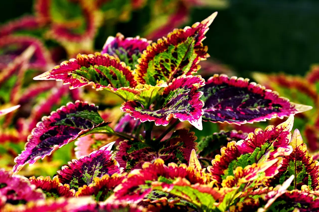 Coração-magoado: veja como cuidar corretamente dessa exuberante planta - Pixabay