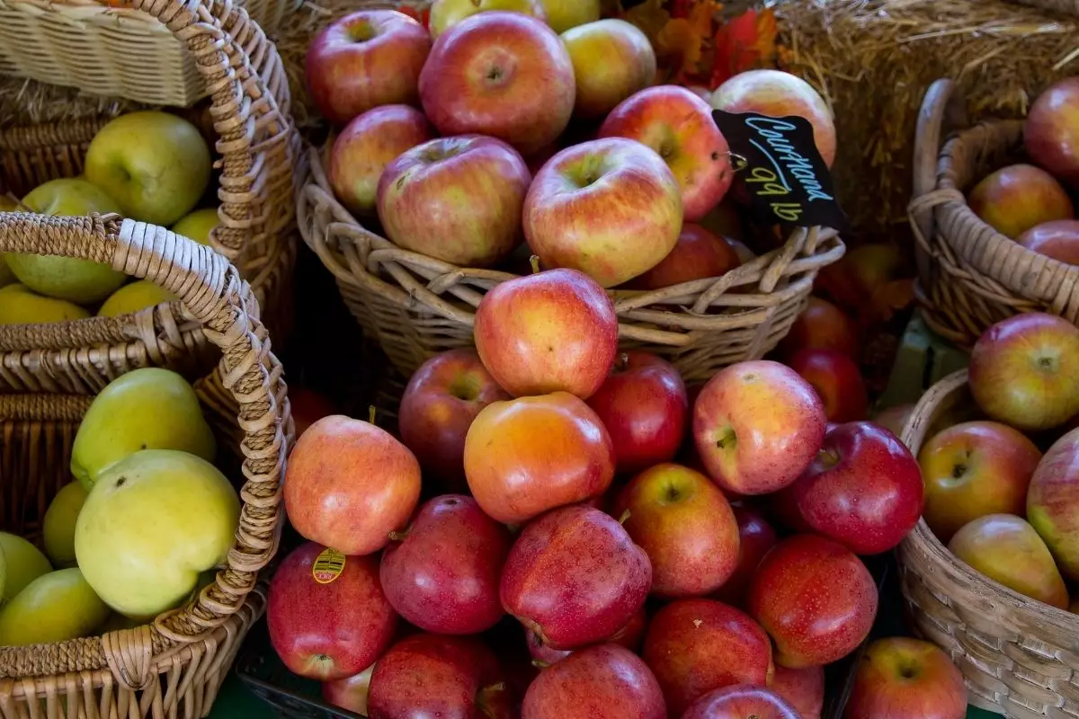 Como plantar maçã em copo descartável? veja essa técnica maravilhosa