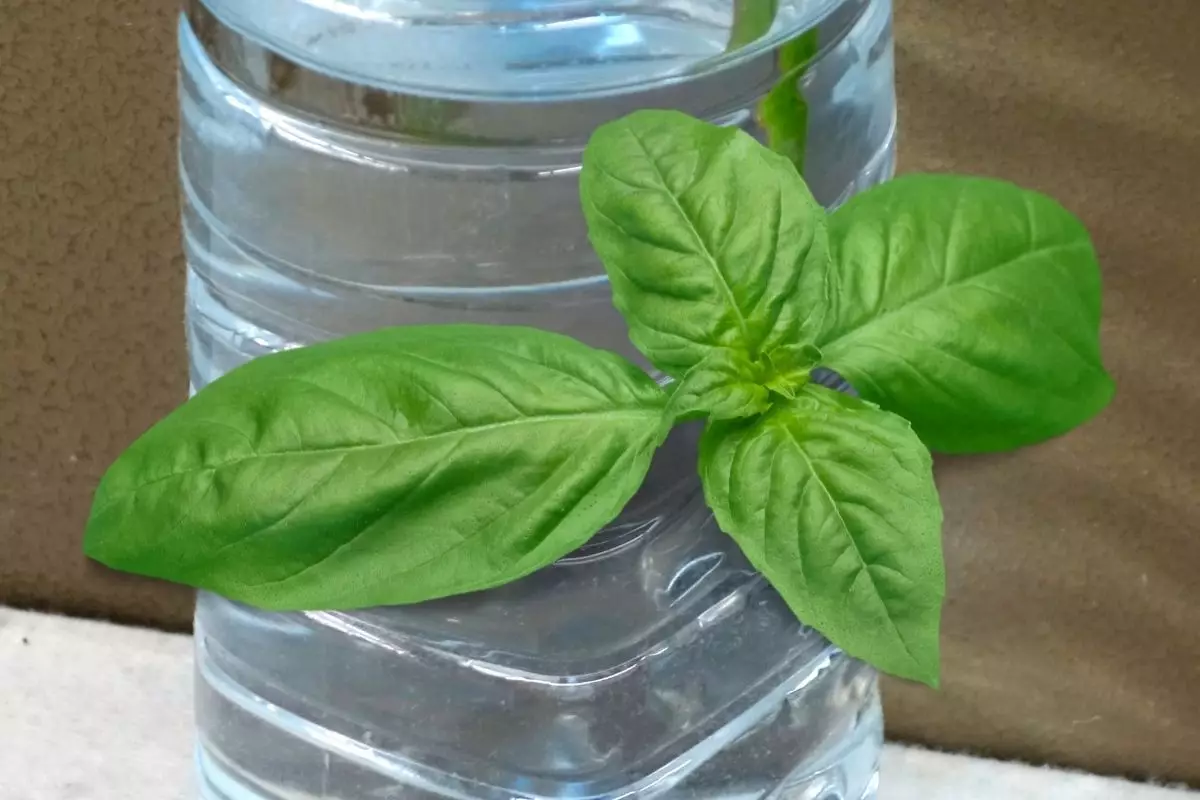 manjericão em garrafa PET - Reprodução Canva