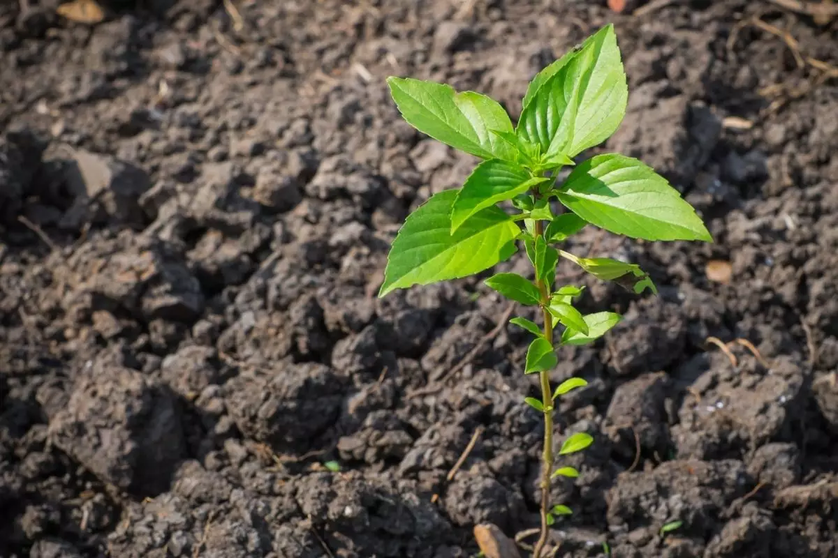 manjericão no chão - Reprodução Canva