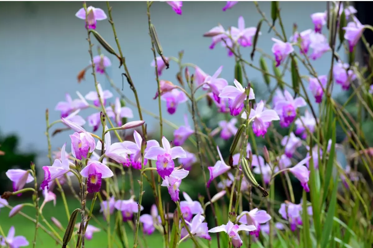 Orquídea-bambu: veja como cultivar essa bela planta decorativa - Reprodução Canva