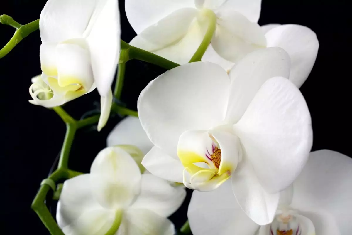 orquídea branca - Reprodução Canva