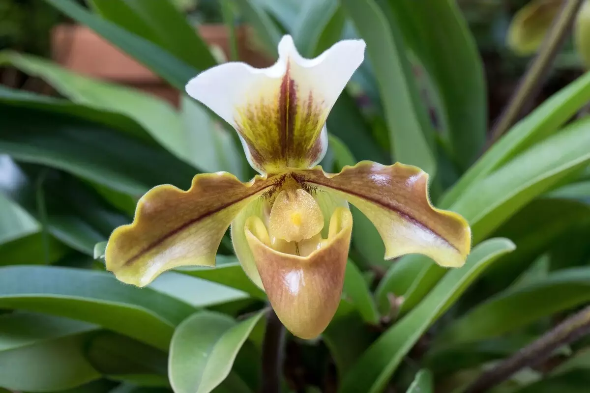 Orquídea sapatinho: veja as melhores formas de cultivar essa espécie exuberante - Reprodução Canva