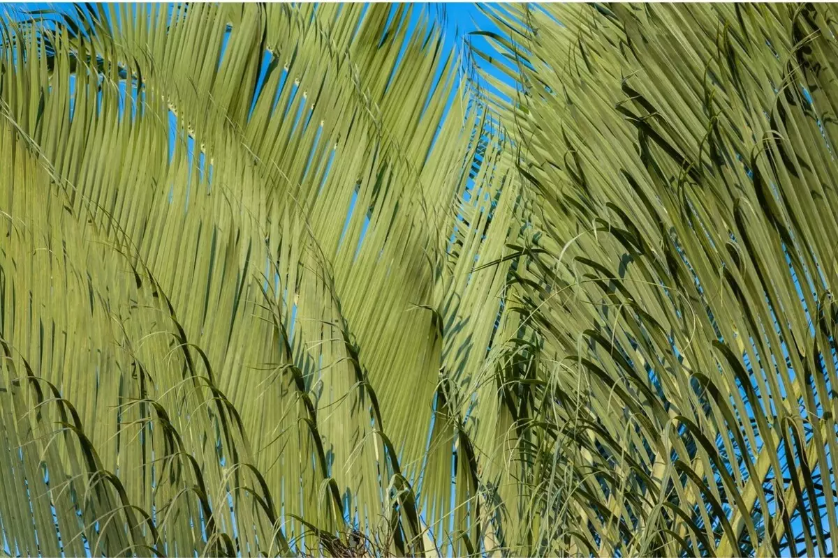 Palmeira Triangular: veja quais são os cuidados necessários para deixá-la perfeita - Reprodução Canva