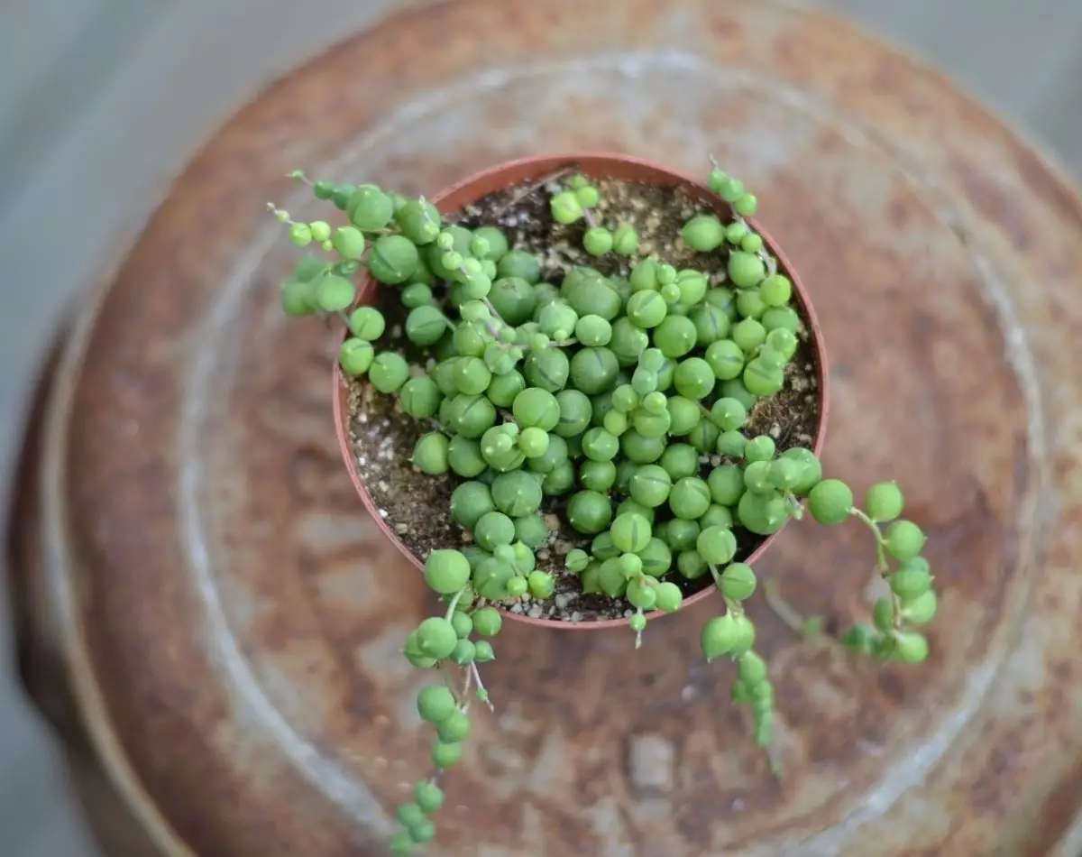 Plantas para jardim vertical: conheça algumas espécies para usar no seu - pixabay