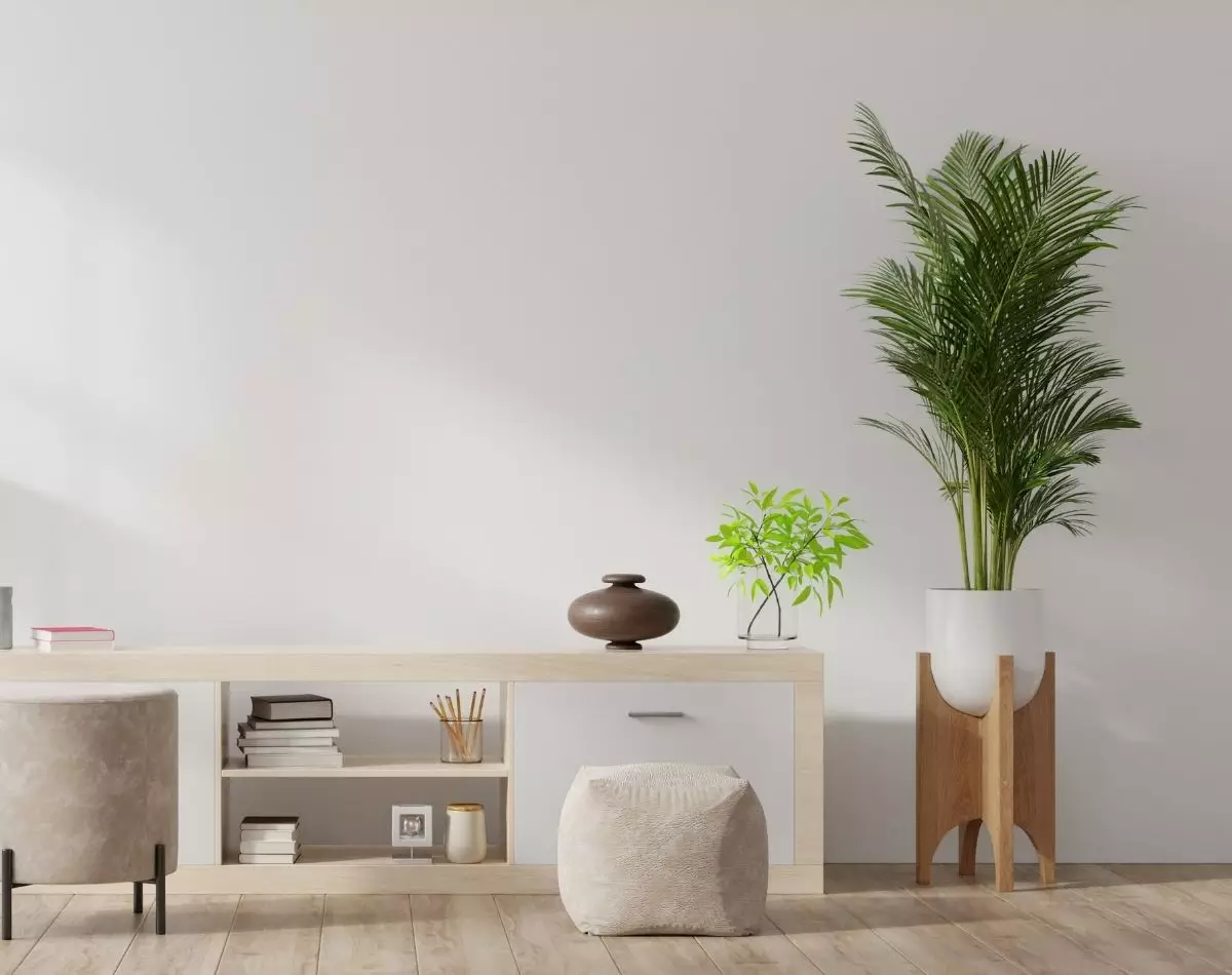 os brasileiros se apaixonaram amais pelas plantas durante a pandemia, Por esse motivo, hoje vamos te mostrar três plantas para casa - pixabay