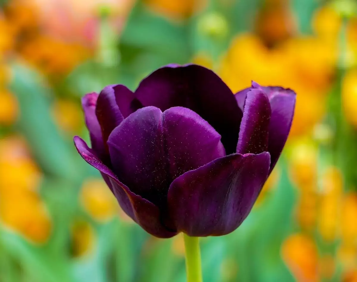 Flores para jardim: conheça algumas para decorar e colorir seu espaço - Reprodução Pixabay