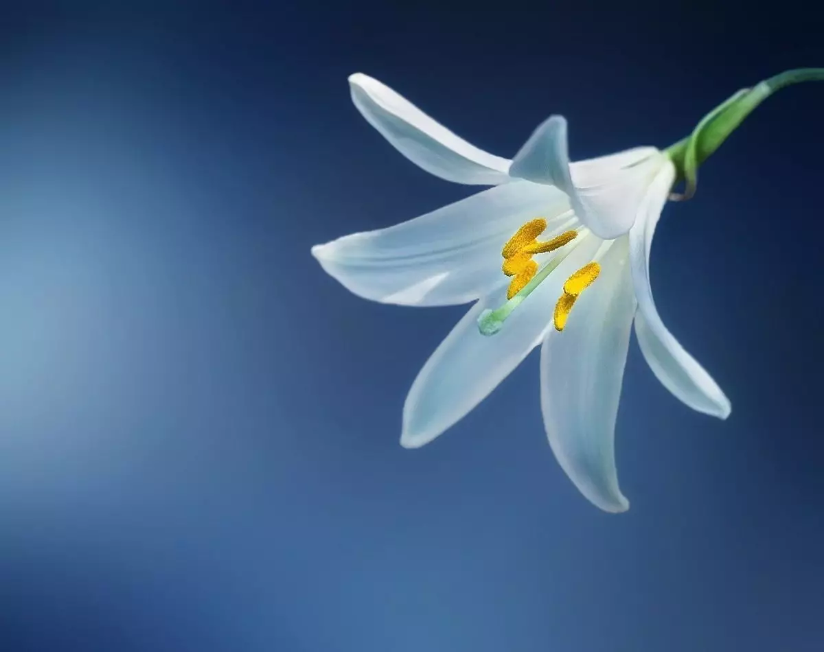 Plantas venenosas: veja algumas não recomendadas para se ter em casa - pixabay