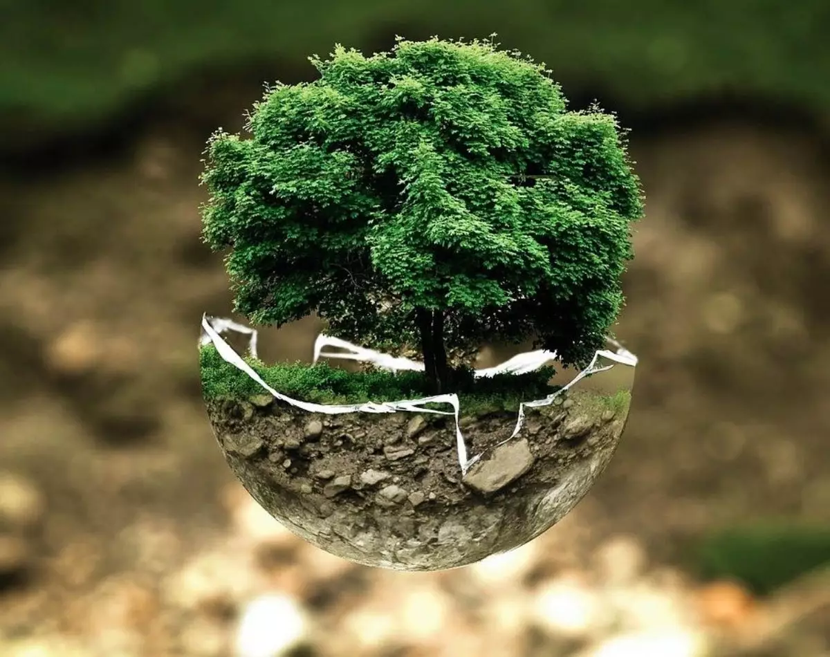 Como cuidar de uma árvore? Aprenda como cultivar de forma saudável -pixabay