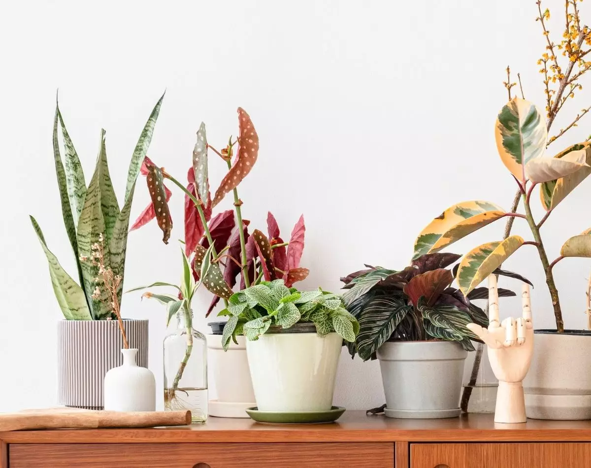 Plantas para ambientes internos: conheça 3 para decorar sua casa - pixabay