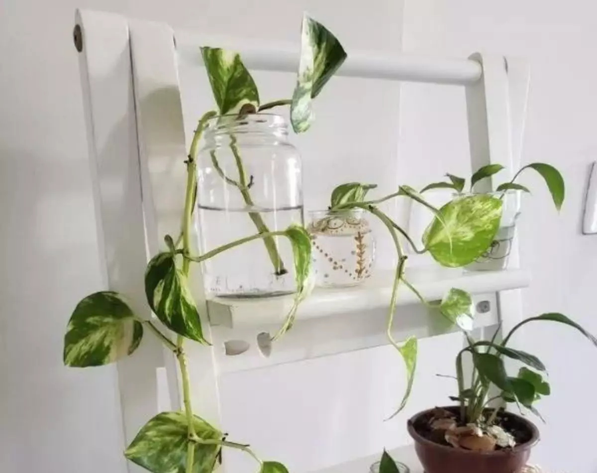 Plantas de água: conheça 3 tipos que você pode cultivar na sua casa - pixabay