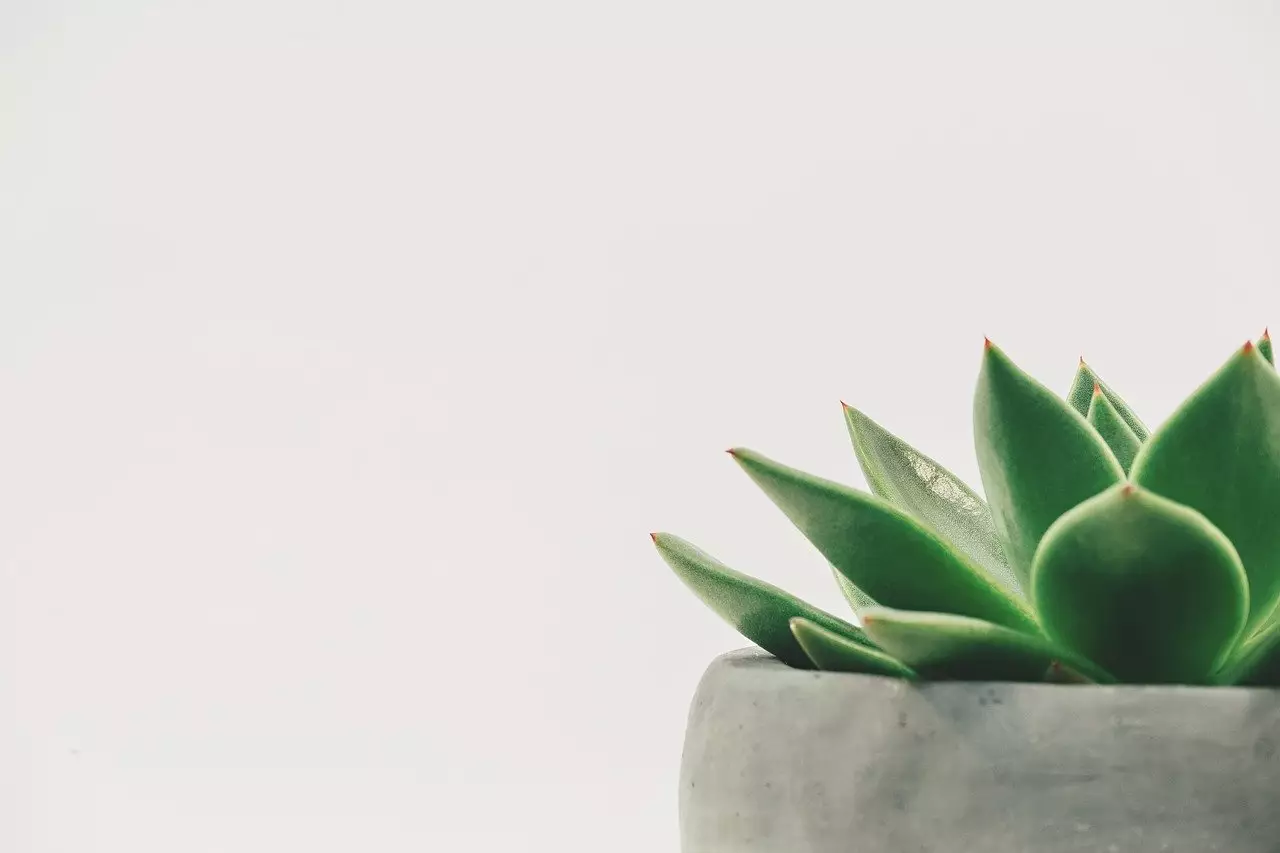 Suculentas: confira 3 dicas simples para cultivar essa planta - pixabay