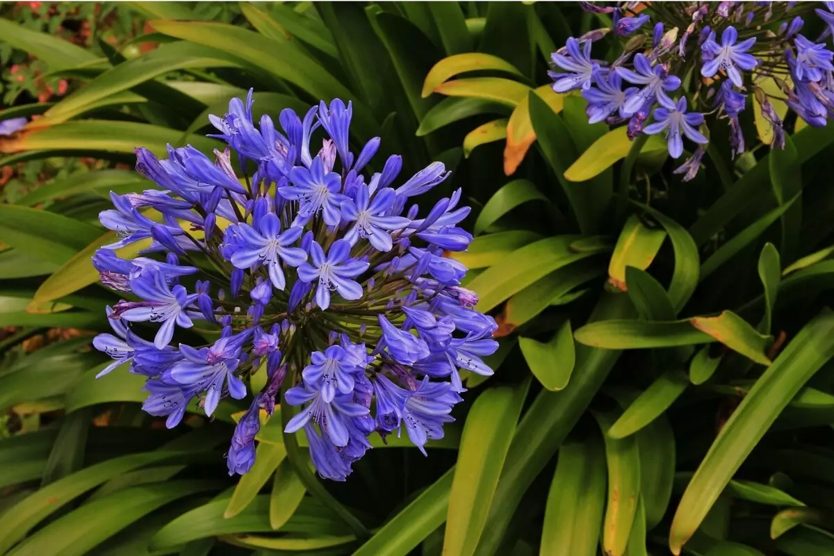 Agapanto: descubra dicas exclusivas para cultivar essa planta de beleza estonteante - Reprodução Canva