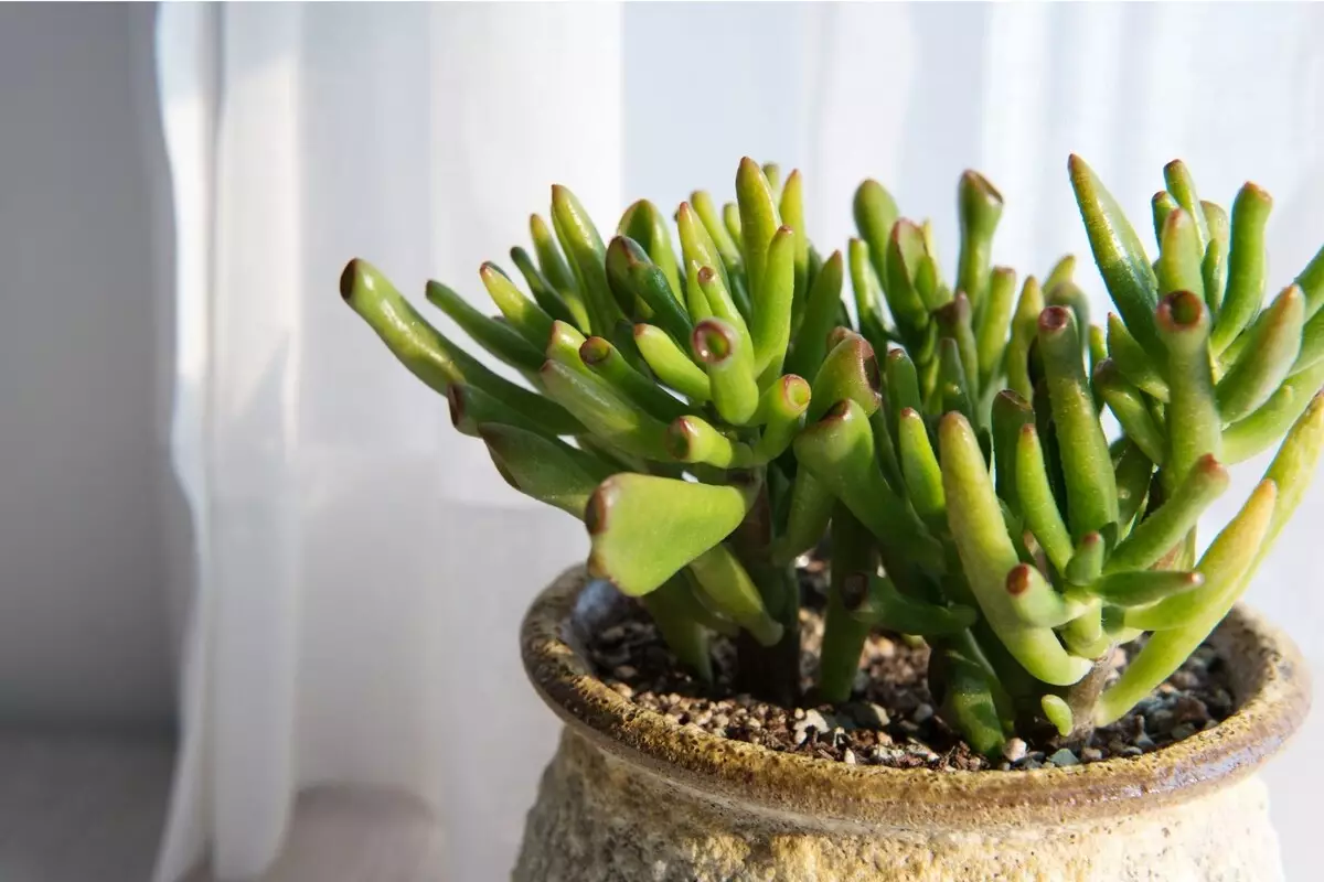 Orelha do Shrek: saiba como cultivar essa planta suculenta de forma eficiente - Reprodução Canva