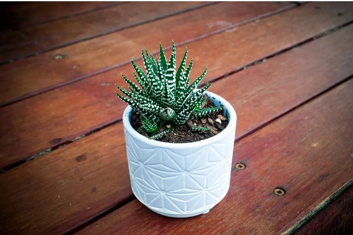 Planta zebra: veja as melhores dicas de cultivo dessa suculenta - Reprodução Canva