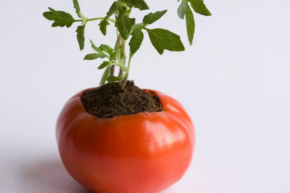 plantar tomate - Reprodução Canva