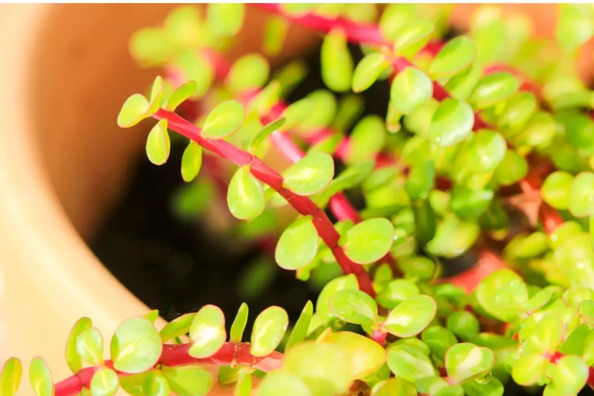 Portulacaria Afra: veja as melhores dicas para cultivar essa planta suculenta - Reprodução Canva