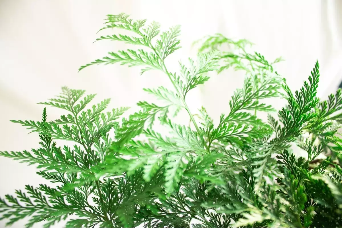 Renda francesa: veja dicas especiais para cuidar dessa herbácea - Reprodução Canva