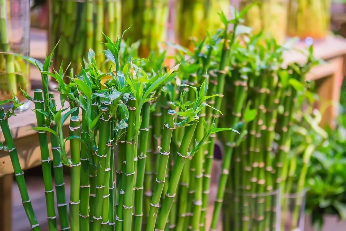 Bambu-da-sorte: saiba tudo sobre essa planta e como você pode cultivá-lo em casa- reprodução Canva