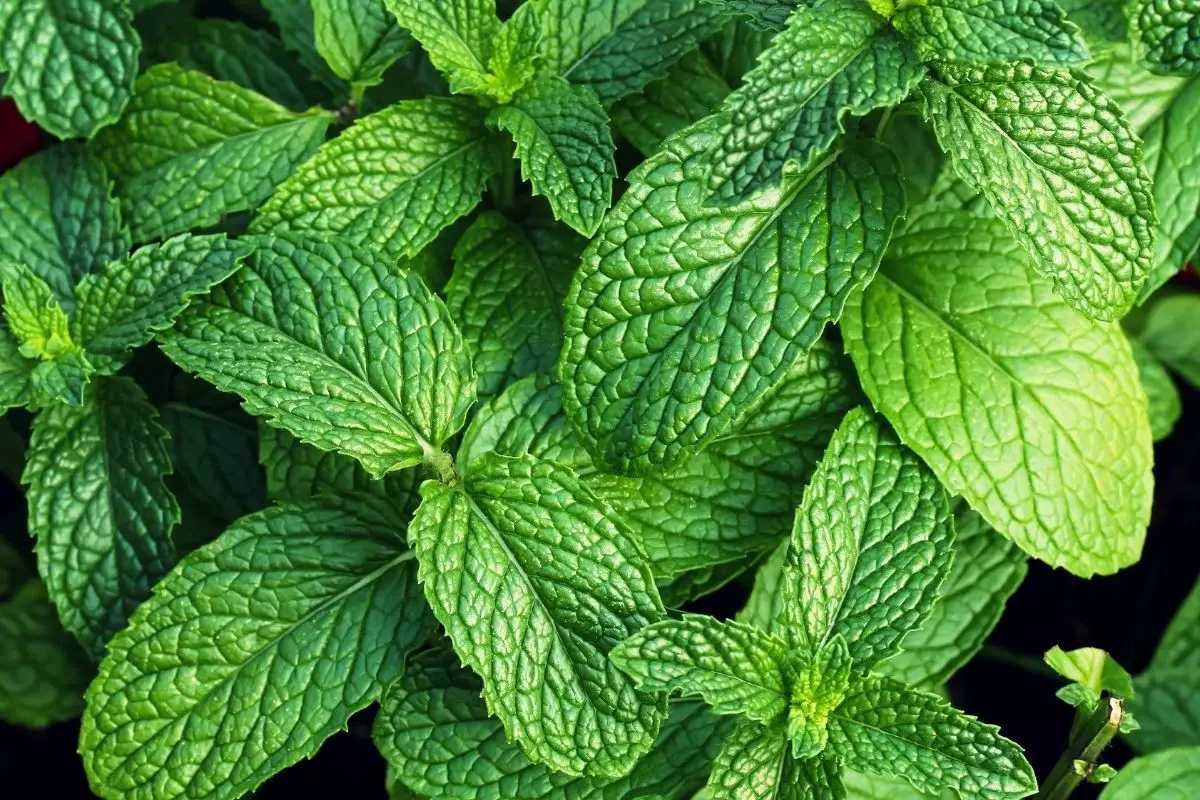 Hortelã: aprenda como fazer o uso no dia a dia - reprodução Canva