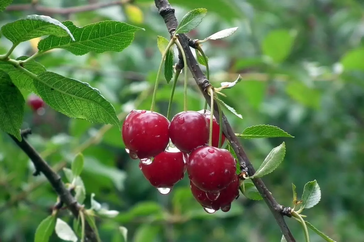 Como fazer o plantio correto da árvore cerejeira - reprodução: Canva