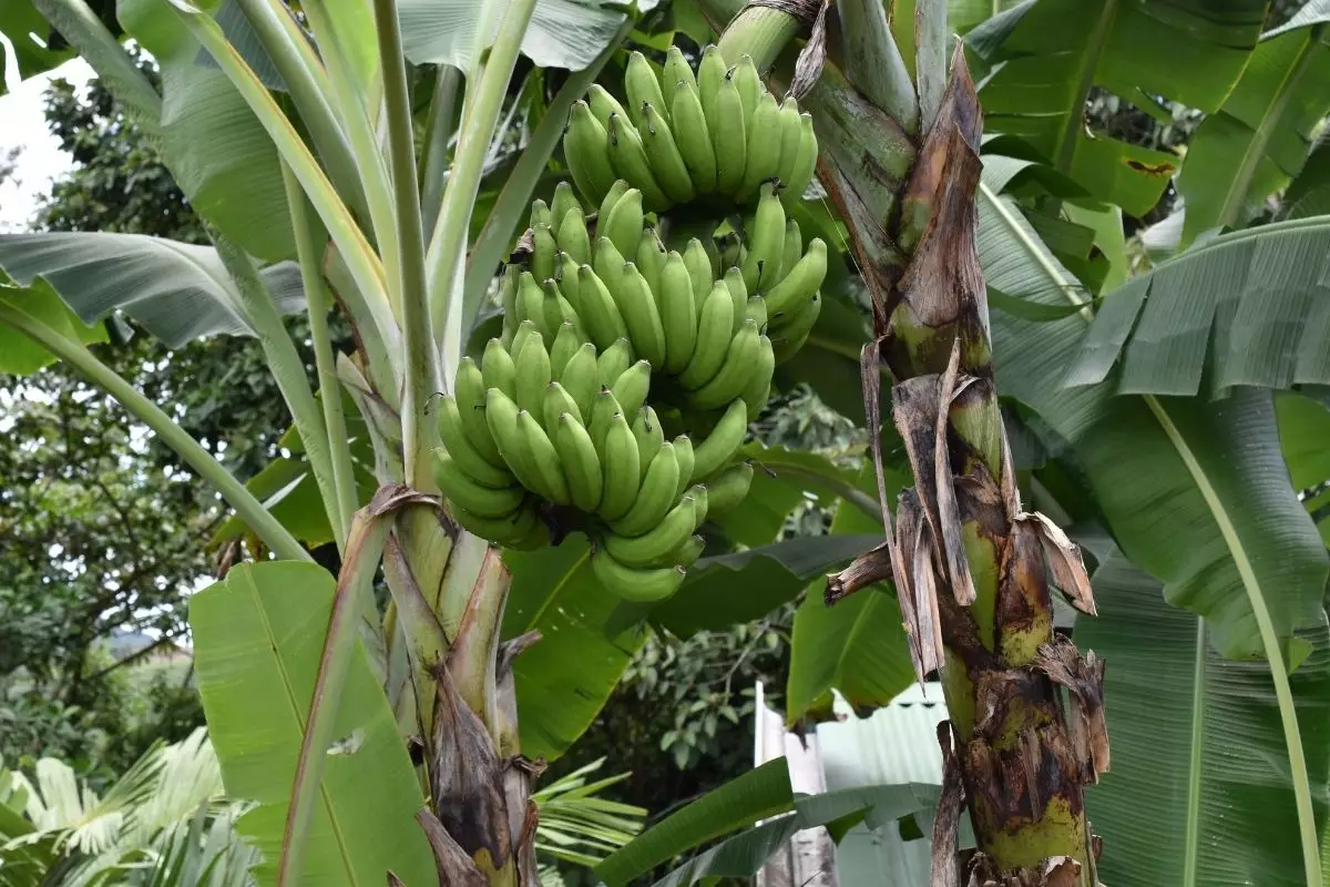 Bananeira: saiba como cultivar essa árvore em casa; Aprenda agora - reprodução: Canva