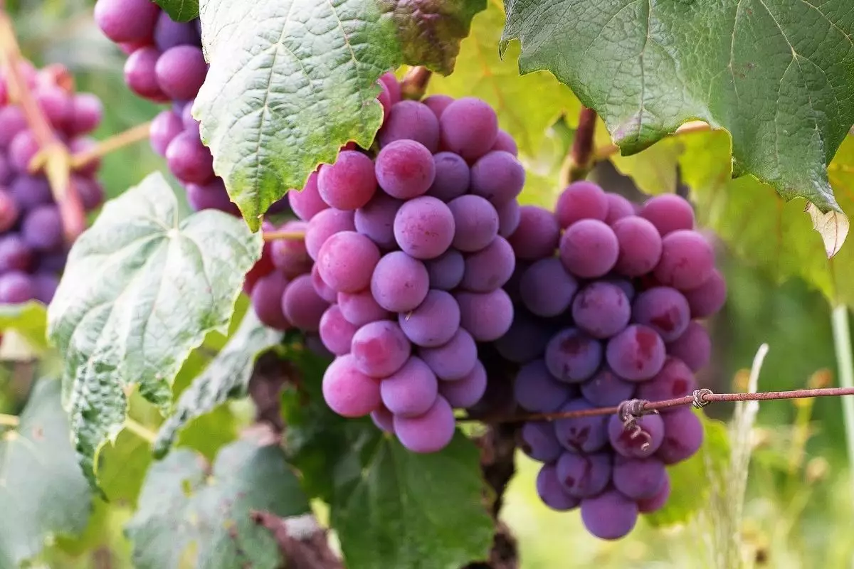 Aprenda a como cultivar a parreira em casa e produzir suas próprias uvas - reprodução: Canva