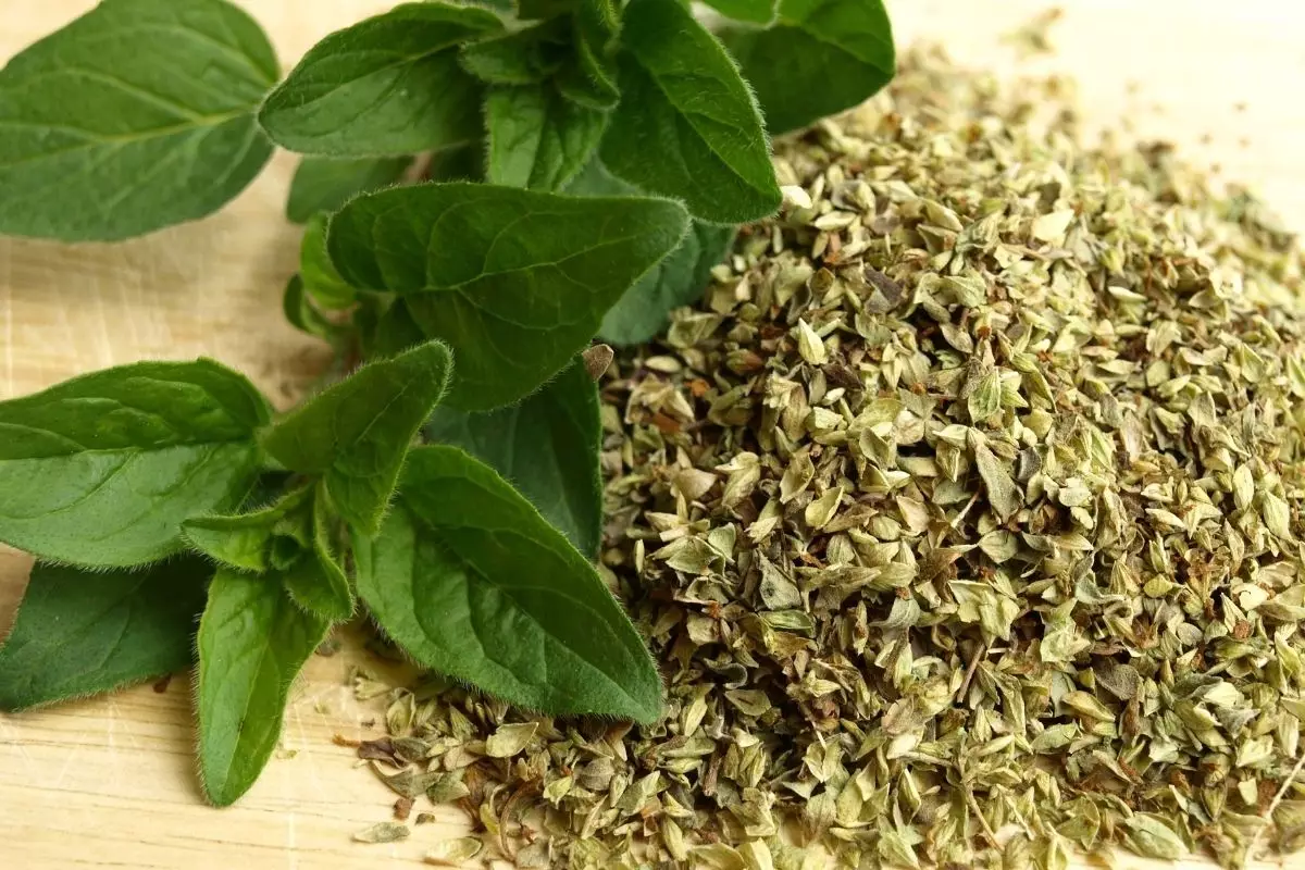 Orégano: saiba como cultivar essa erva em casa - reprodução: Canva