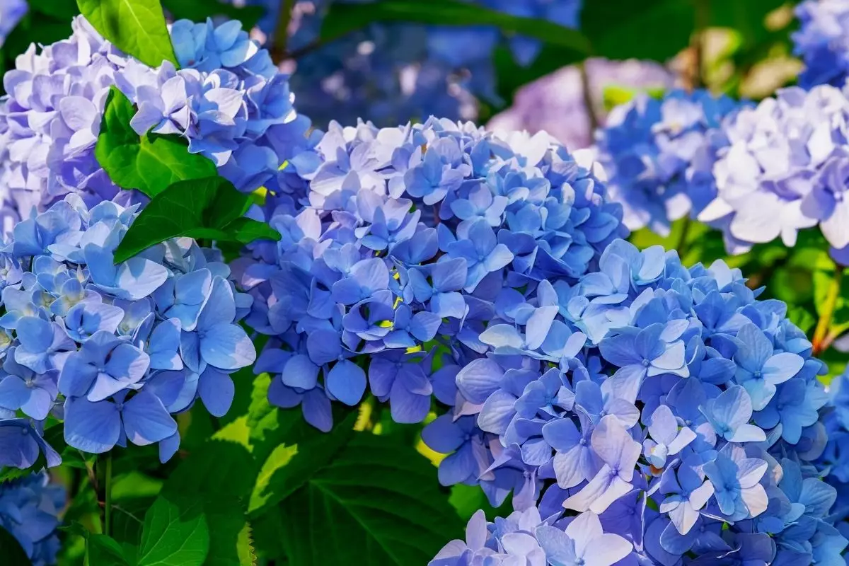 Saiba tudo sobre essa linda planta chamada Hortênsia - reprodução: Canva