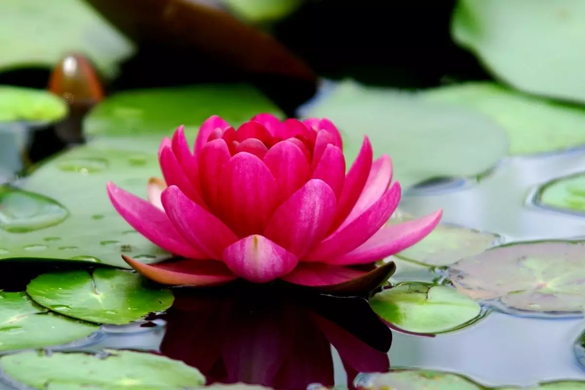 Além de muito simbolismo, a flor de Lótus pode ser usada na decoração - reprodução: Canva