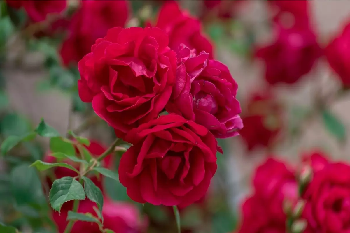 Rosa arbustiva: aproveite para descobrir dicas de cultivo dessa espécie asiática - Fonte Canva