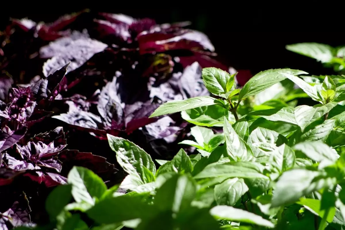 Você sabe quais são os tipos de manjericão? Confira essa lista que separamos para você