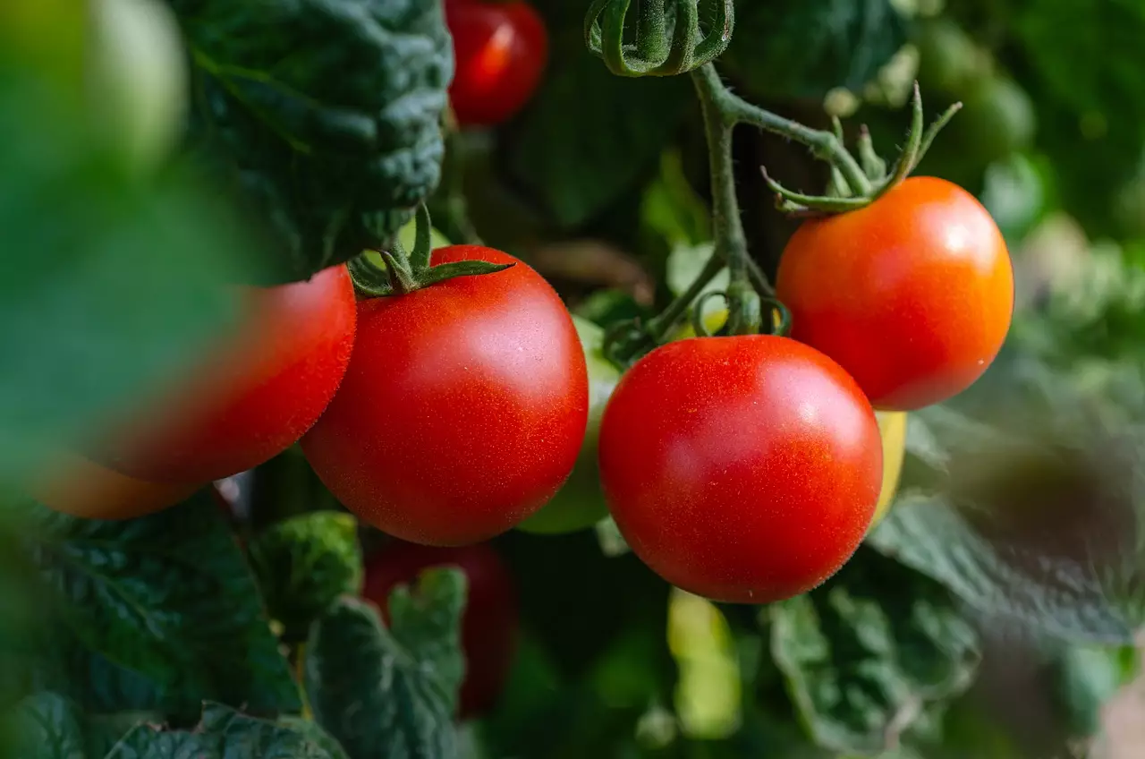 Tomate ajuda no processo de emagrecimento e também é um antioxidante poderoso, veja mais benefícios do tomate - Pixabay
