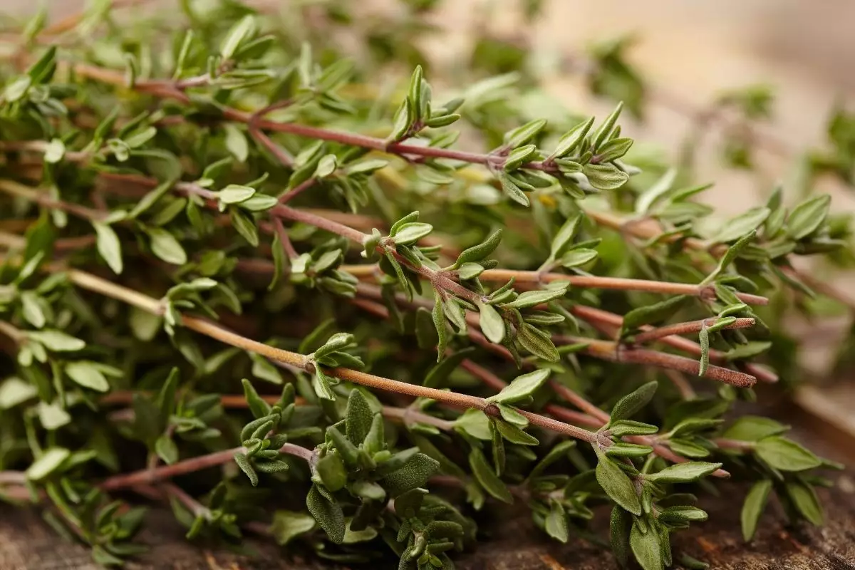 tomilho - Reprodução Canva