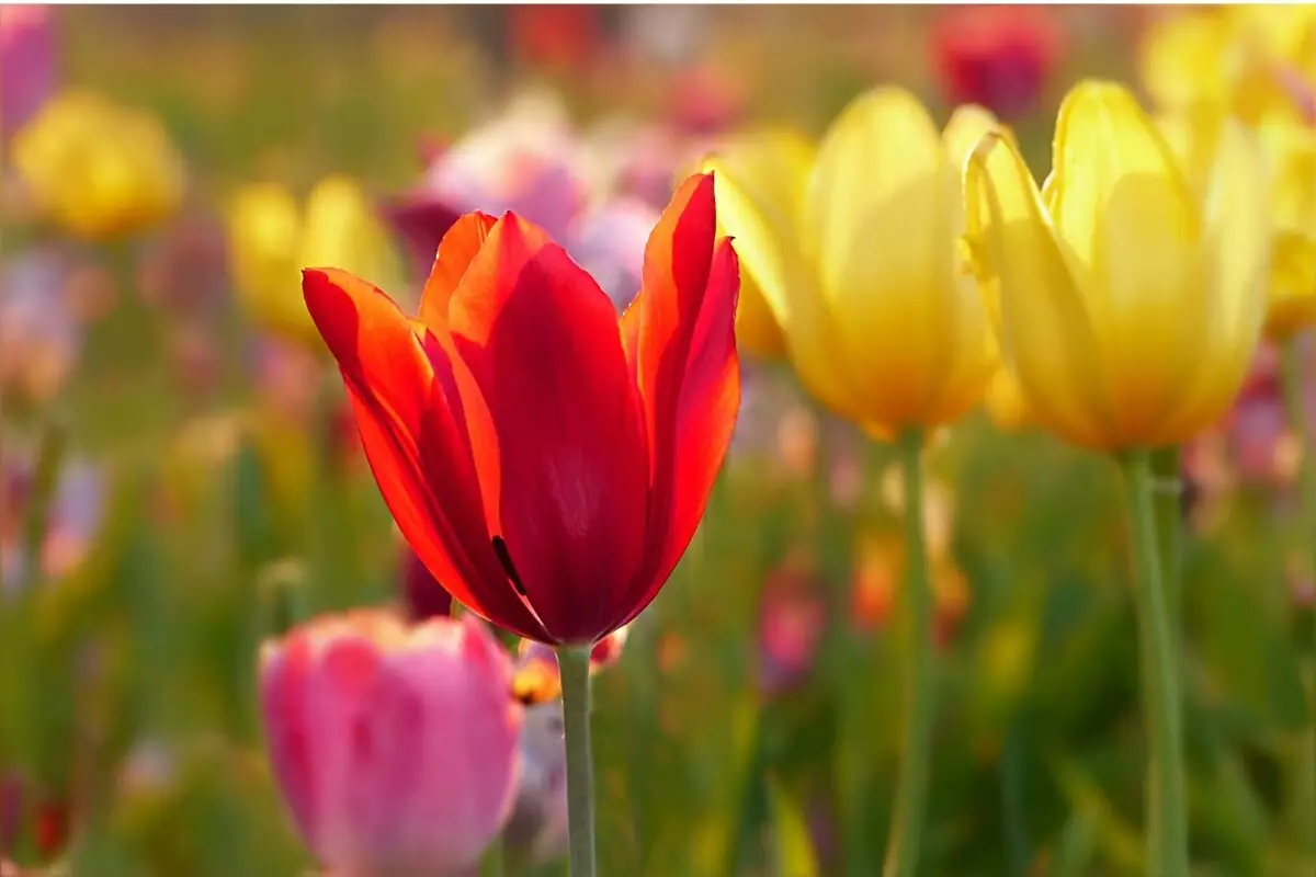Tulipa: acompanhe dicas de cultivo para deixar essa planta encantadora