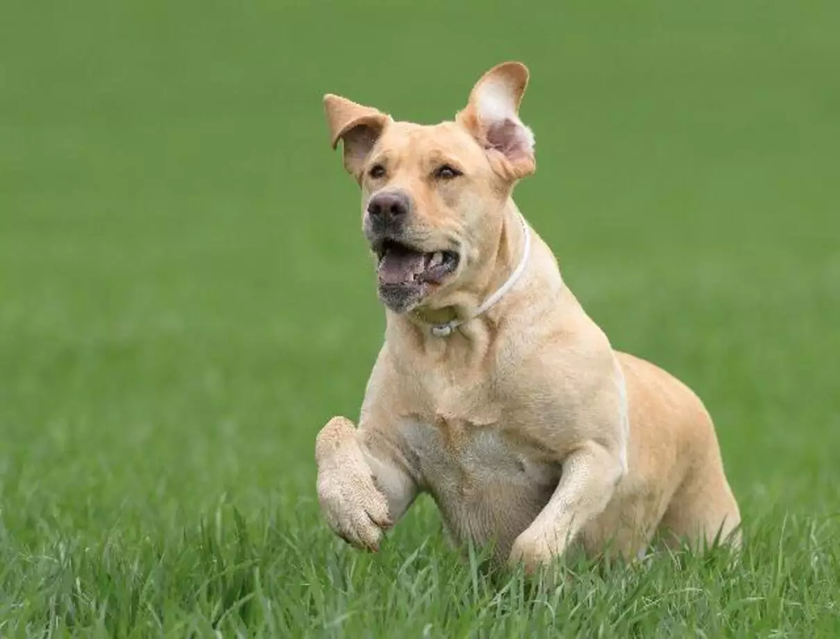 Shampoo anti-pulgas caseiro de lavanda para cão: veja receita mais fácil do mundo - Fonte: Pixabay