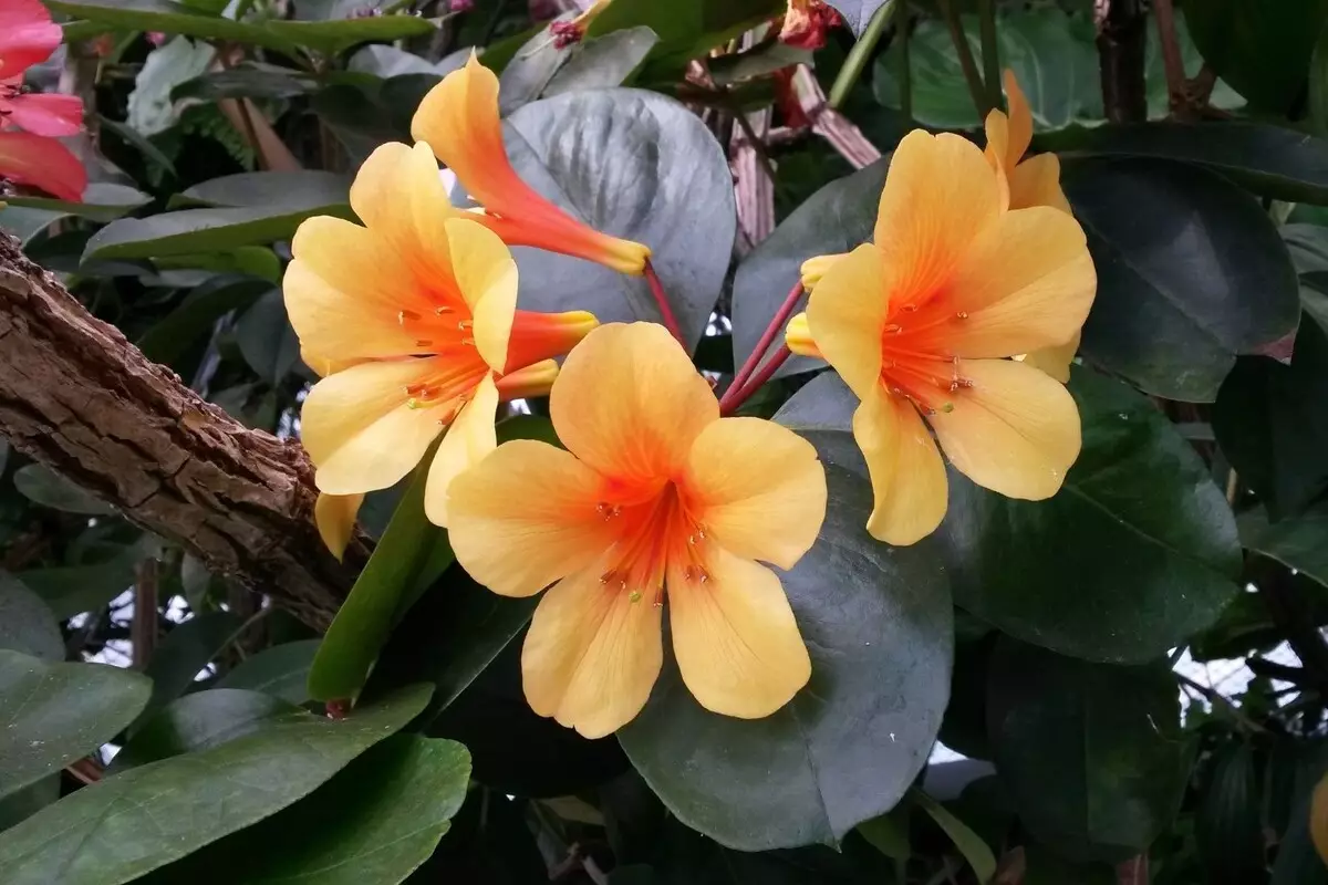 Viréia: acompanhe dicas imperdíveis de como cuidar desse arbusto asiático