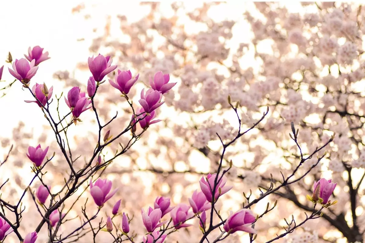 Magnólia: saiba informações exclusivas para deixar esse arbusto asiático impecável - Fonte Canva