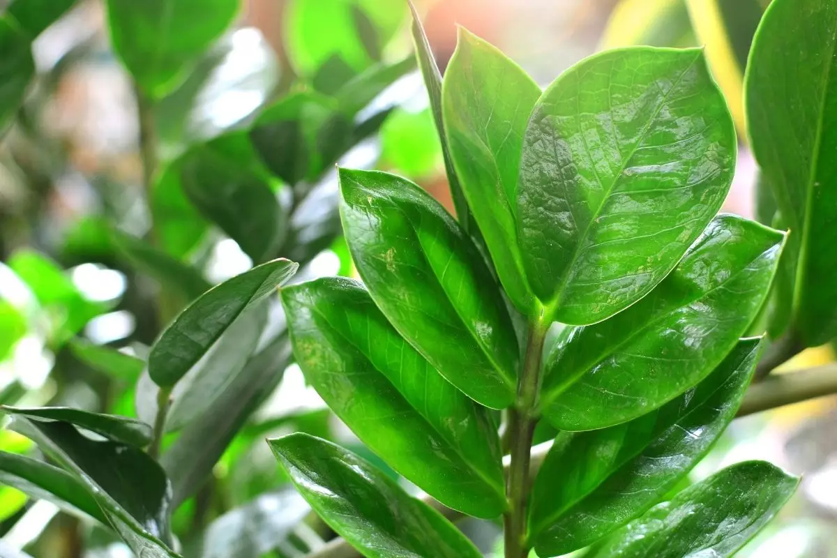 Plante zamioculca: a espécie de planta mais fácil de ser cultivada em casa